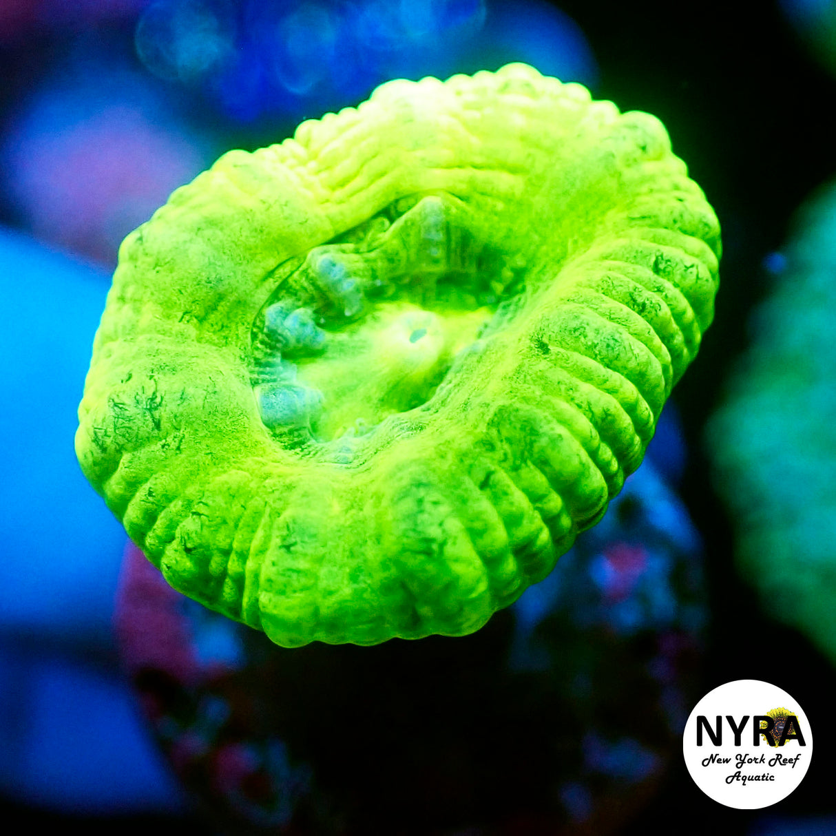 Neon Green Candy Cane Indo