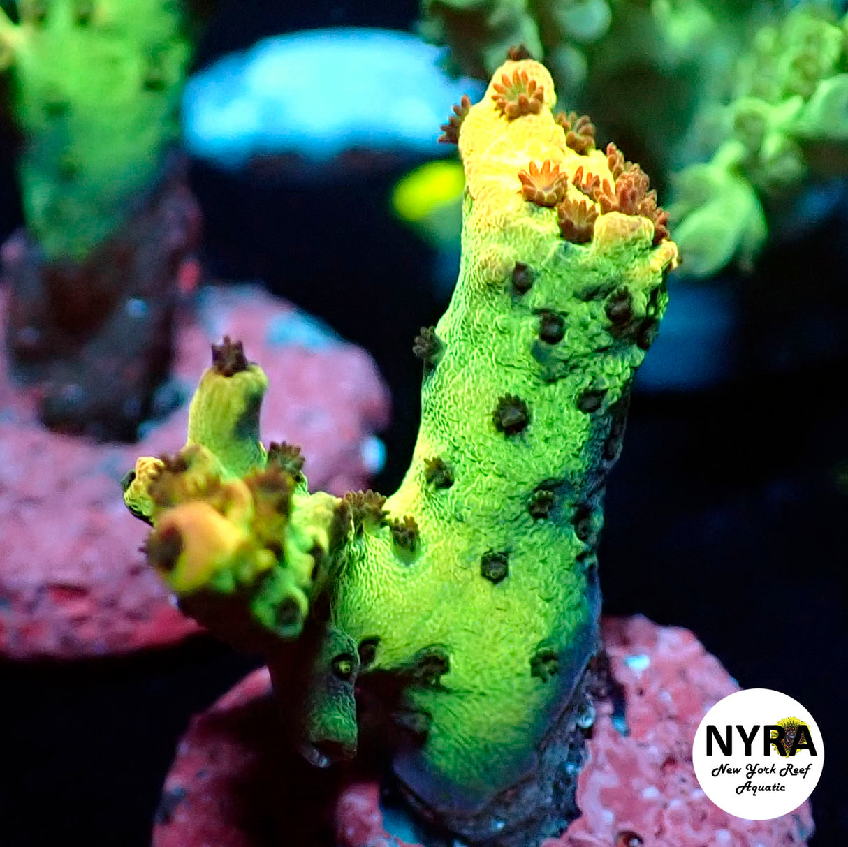 NYRA Infinity Acropora (L6)