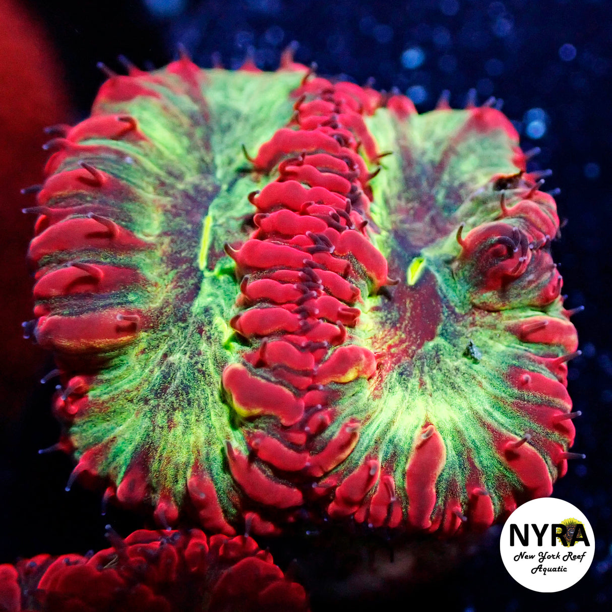 NYRA IronMan Blasto 2 Heads
