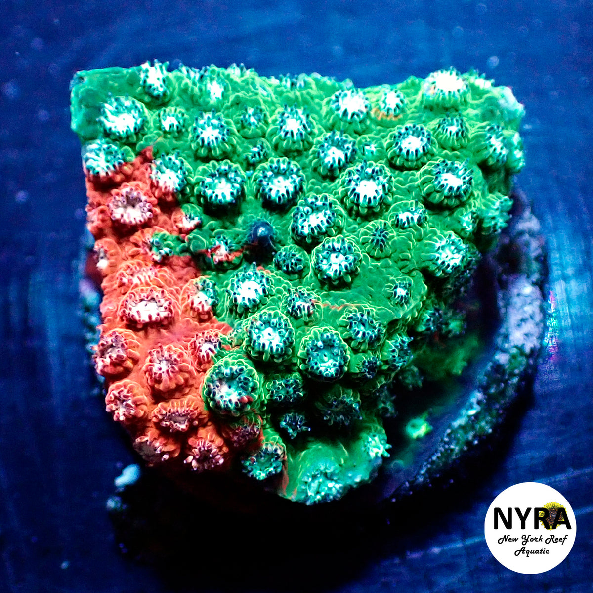 JF Fender Bender Cyphastrea