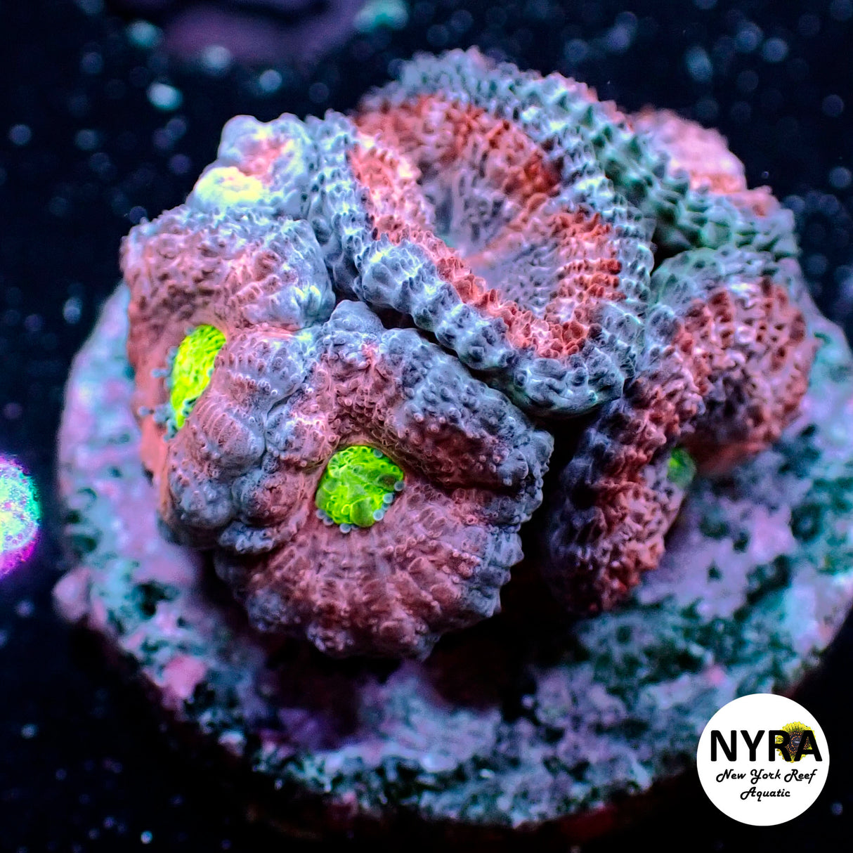 WYSIWYG NYRA Jaguar Fury Acan 4+Heads
