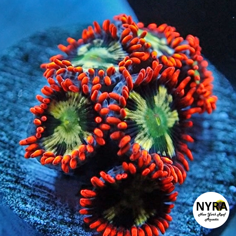 Japanese Sunburst Zoanthids 4-6 Polyp Frag