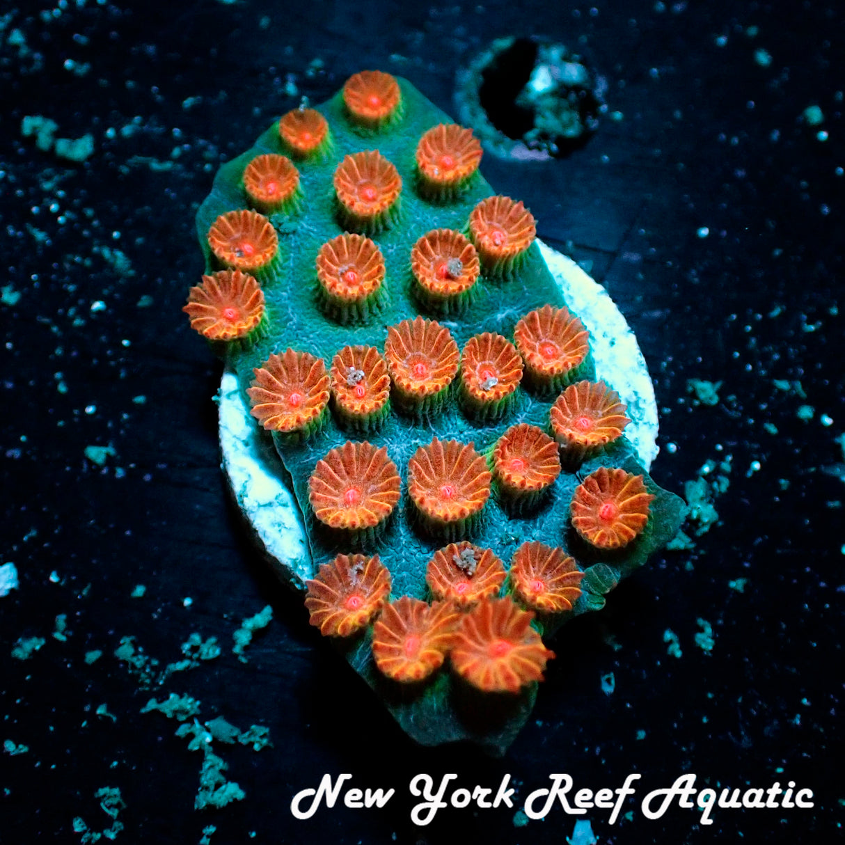Meteor Shower Cyphastrea