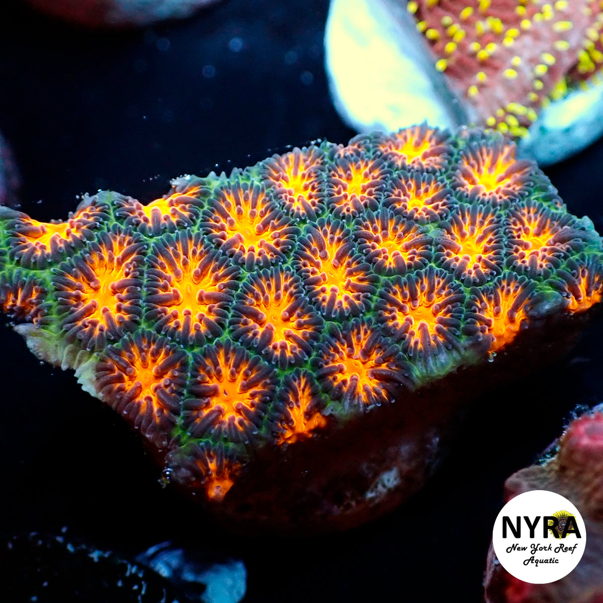 NYRA Johnny Pumpkin Leptastrea