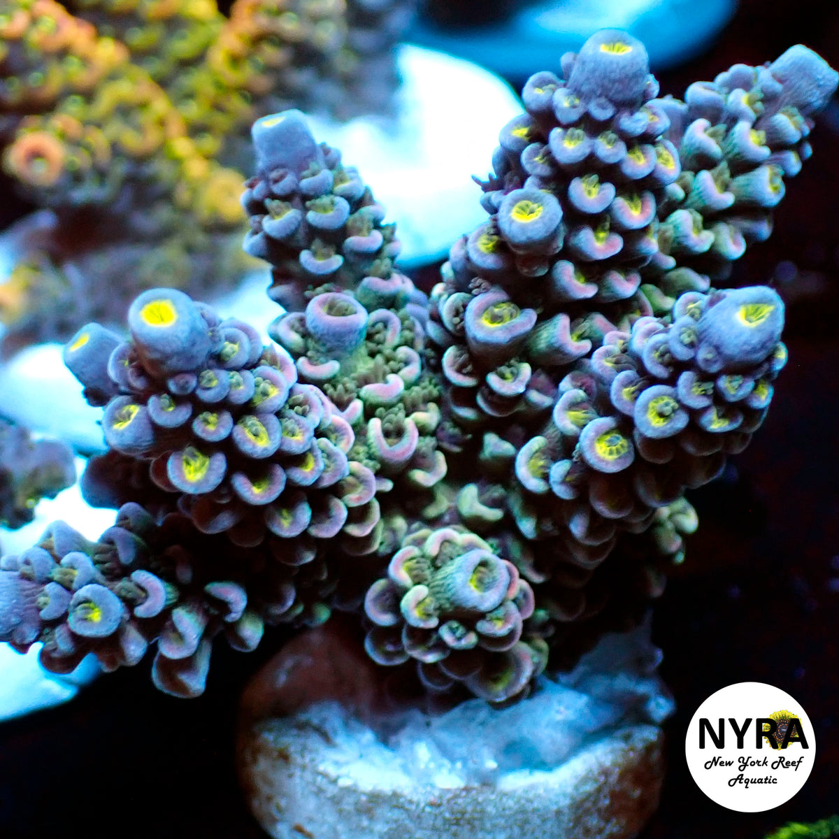 (L02) NYRA Jean Grey Acropora