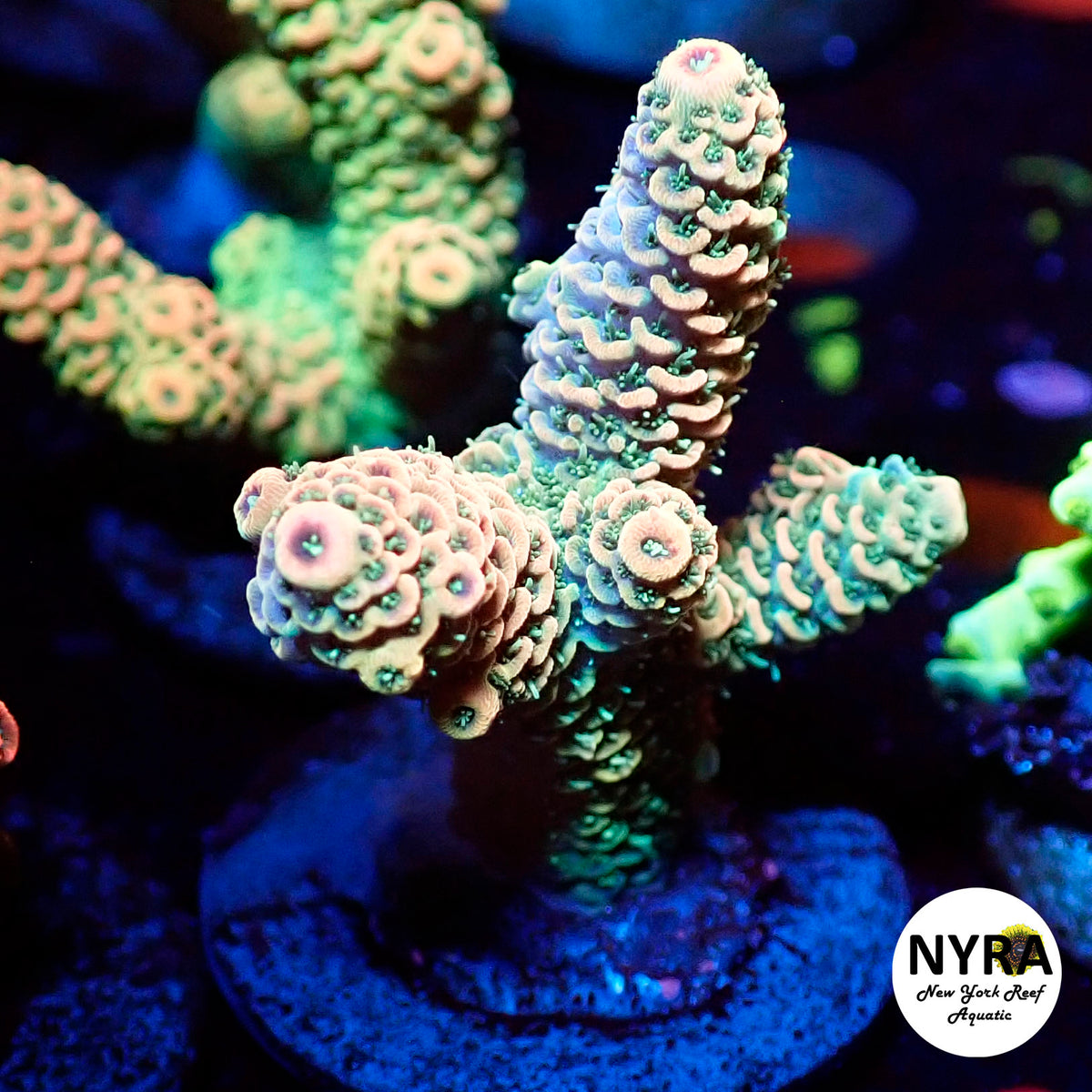 (L04) NYRA Manic Panic Acropora