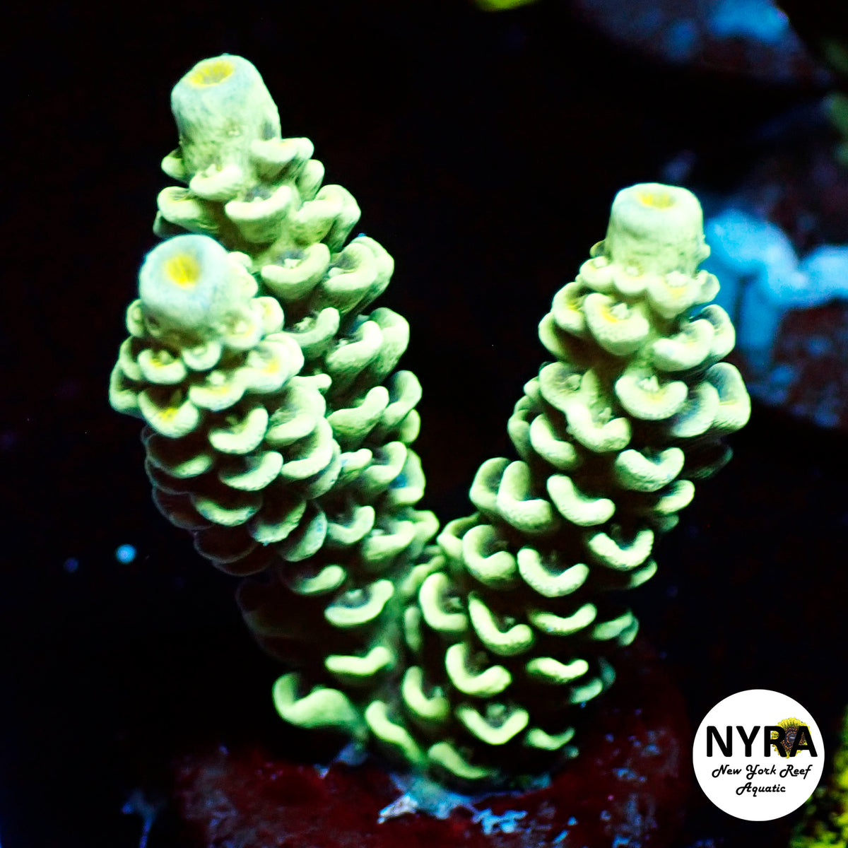 (L06) NYRA Acid Rain Acropora