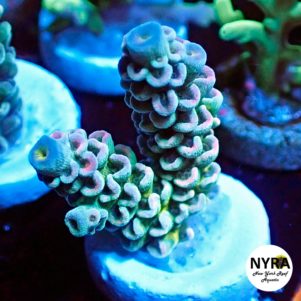 (L13) NYRA Barbershop Acropora