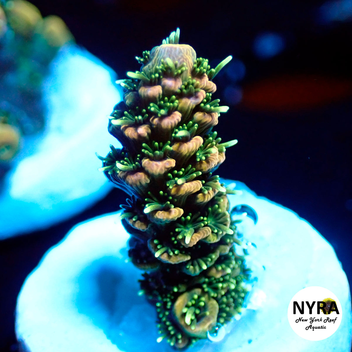 (L16) NYRA Genesis Acropora