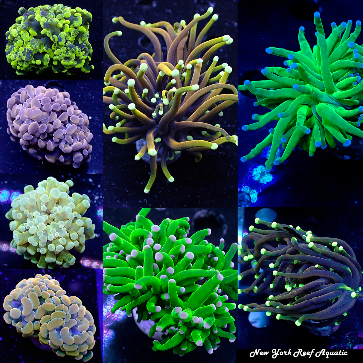 LPS Hammer/Torch Supreme Coral 3 Pack