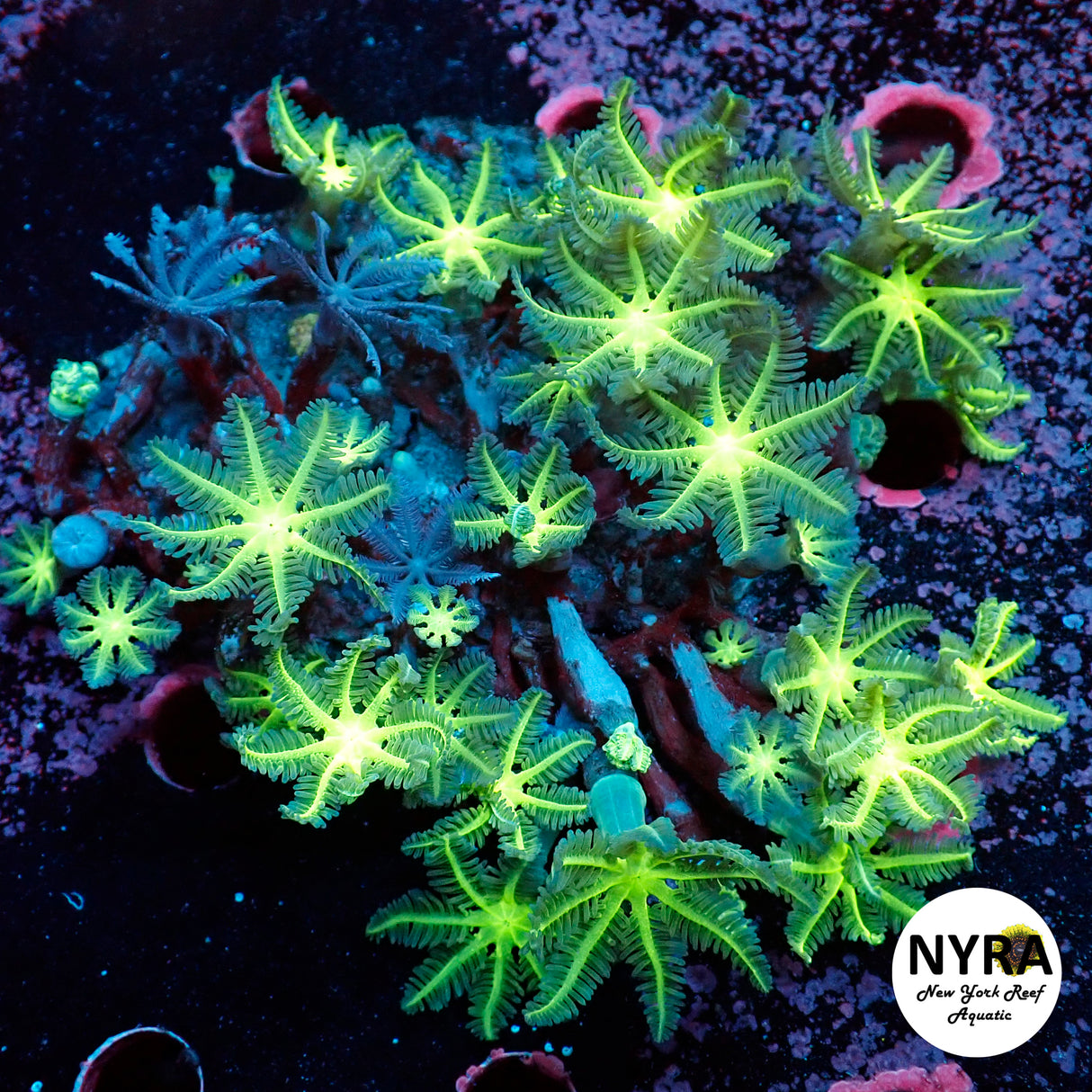 Large Polyp Neon Clove Colony