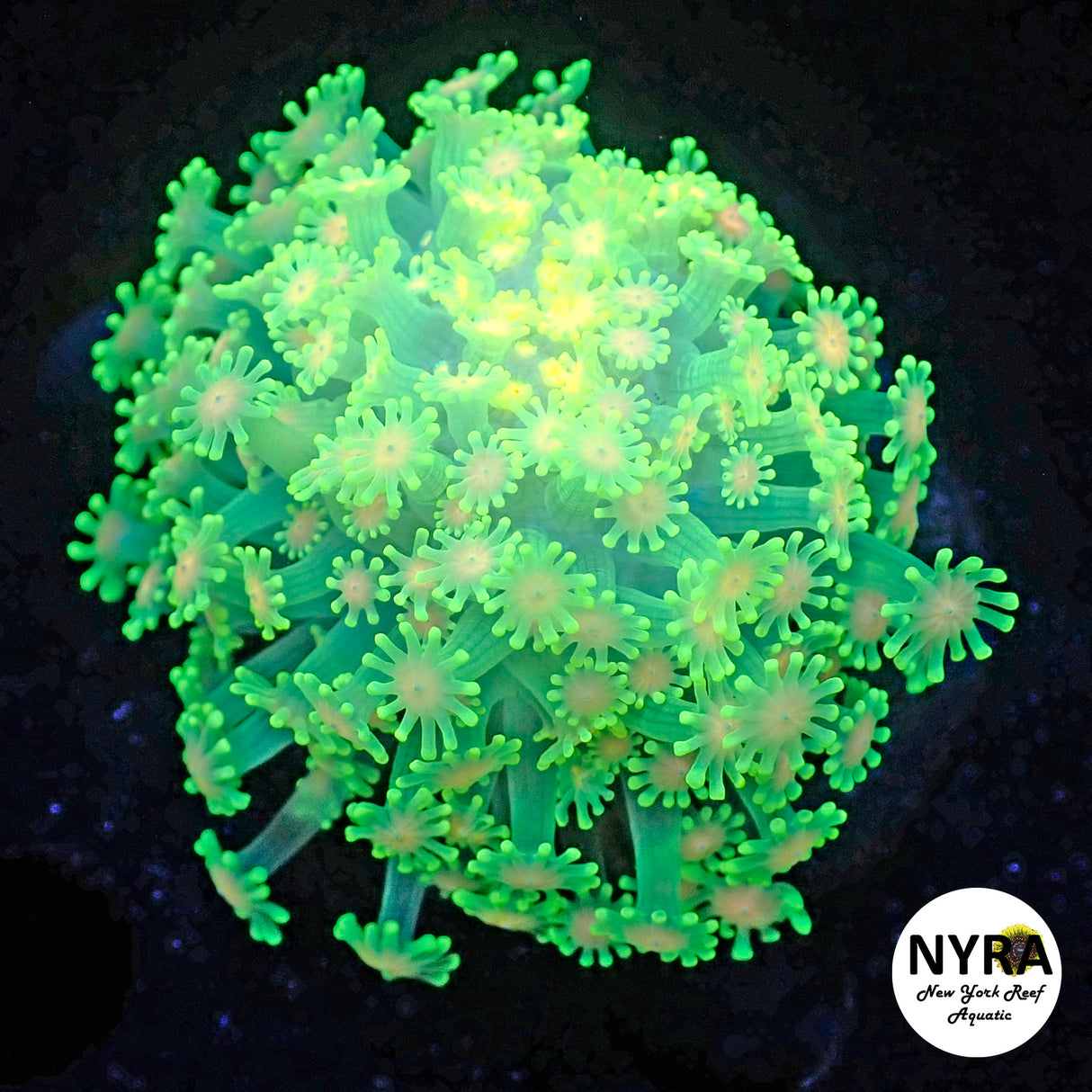 WYSIWYG NYRA Lighting Glowstick Alveopora Colony (fluorescent glowing)