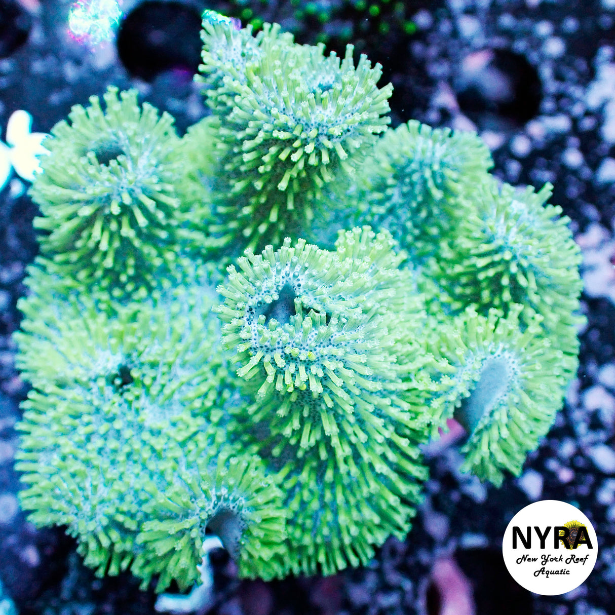 Long Polyp Toadstool ~3in
