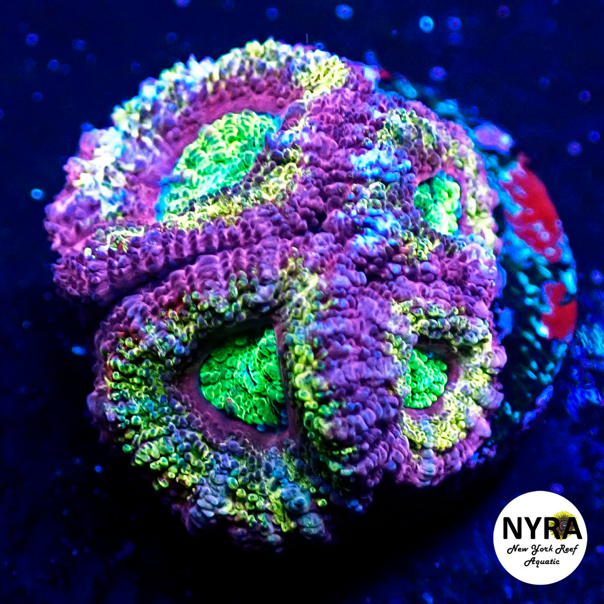 NYRA Master Acan 4 Heads