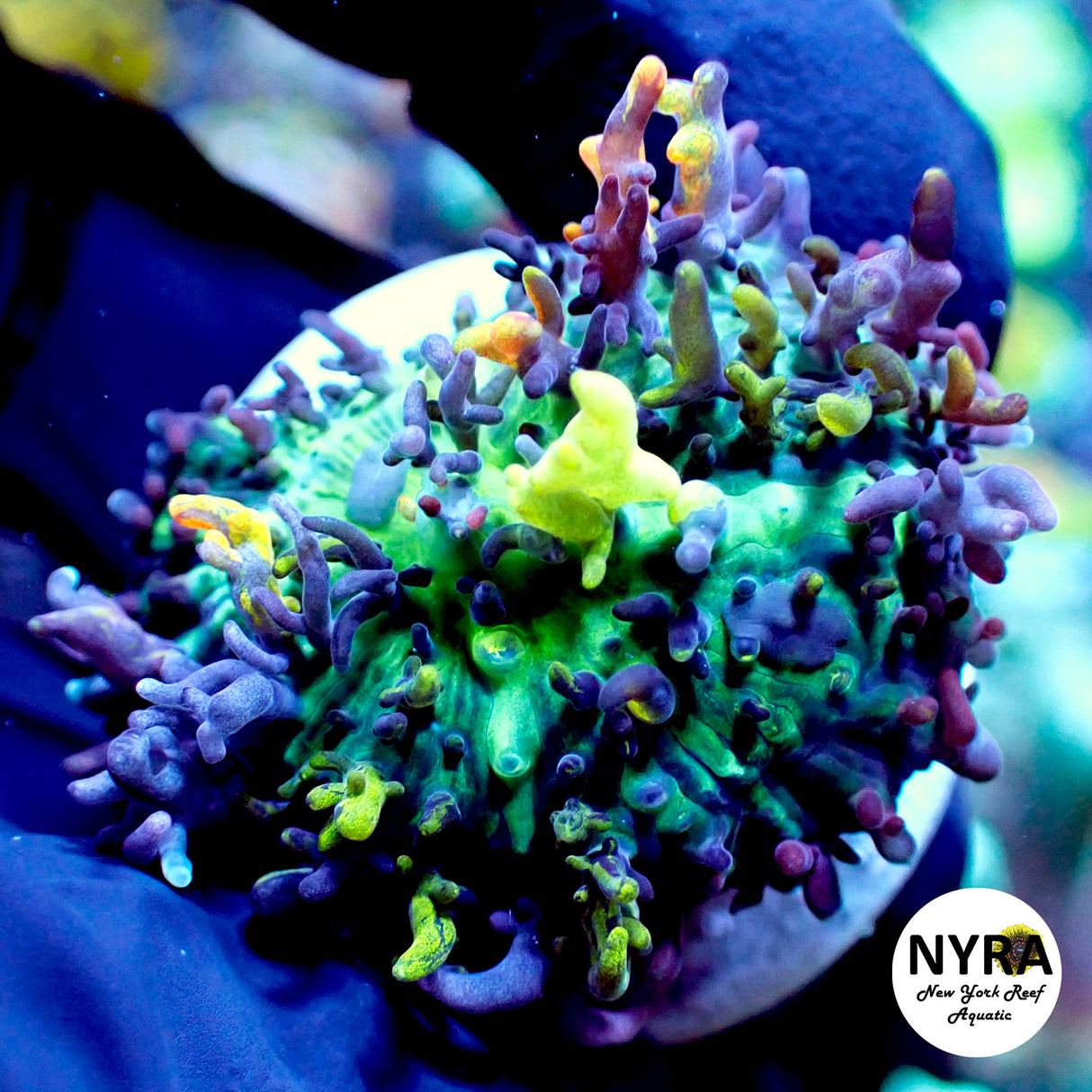 Magic Carpet Mushroom #4 ~1in WYSIWYG