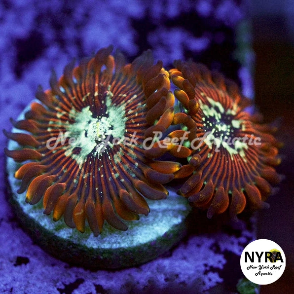 Magician Zoanthids 2-3 Polyp Frag