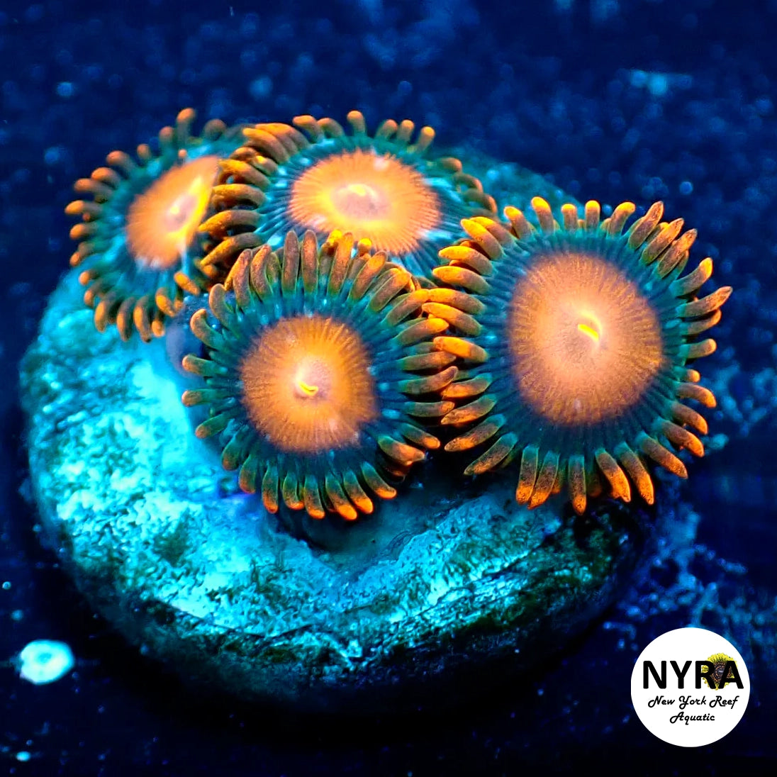 Mandarin Orange Zoanthids