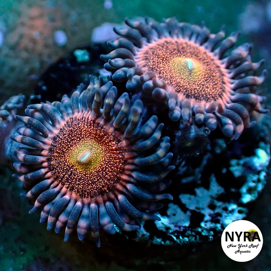 Mohawk Zoanthid - 3-4 Polyp Frag