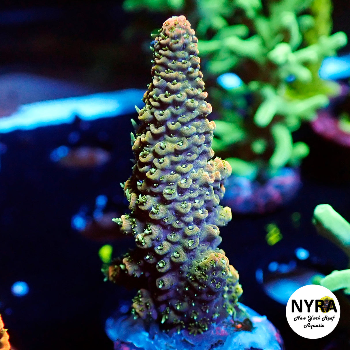 NYRA Monster Truck Acropora (L20)