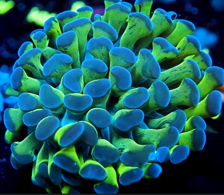NYRA Atomic Sea Blue Hammer