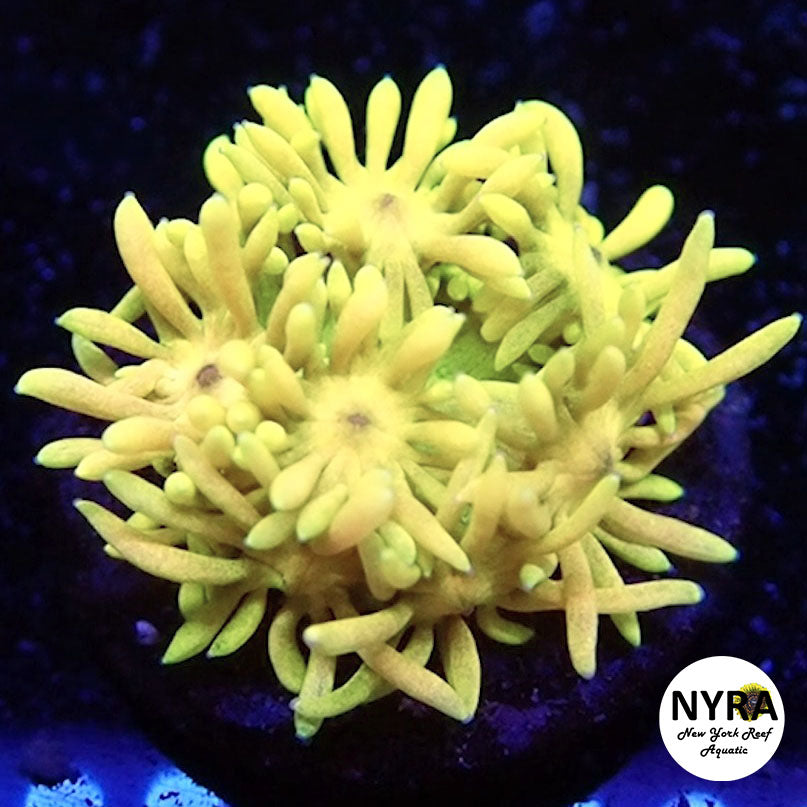 NYRA Banana Man Goniopora