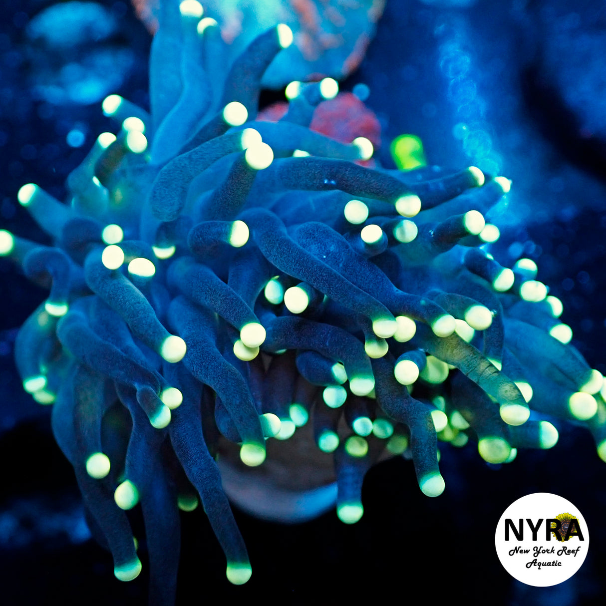 NYRA Blacklight Torch 1 Head