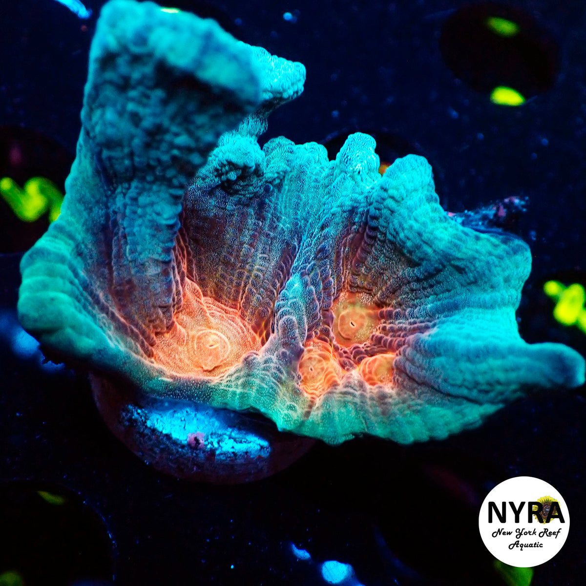 NYRA Blue Rose Pectinia