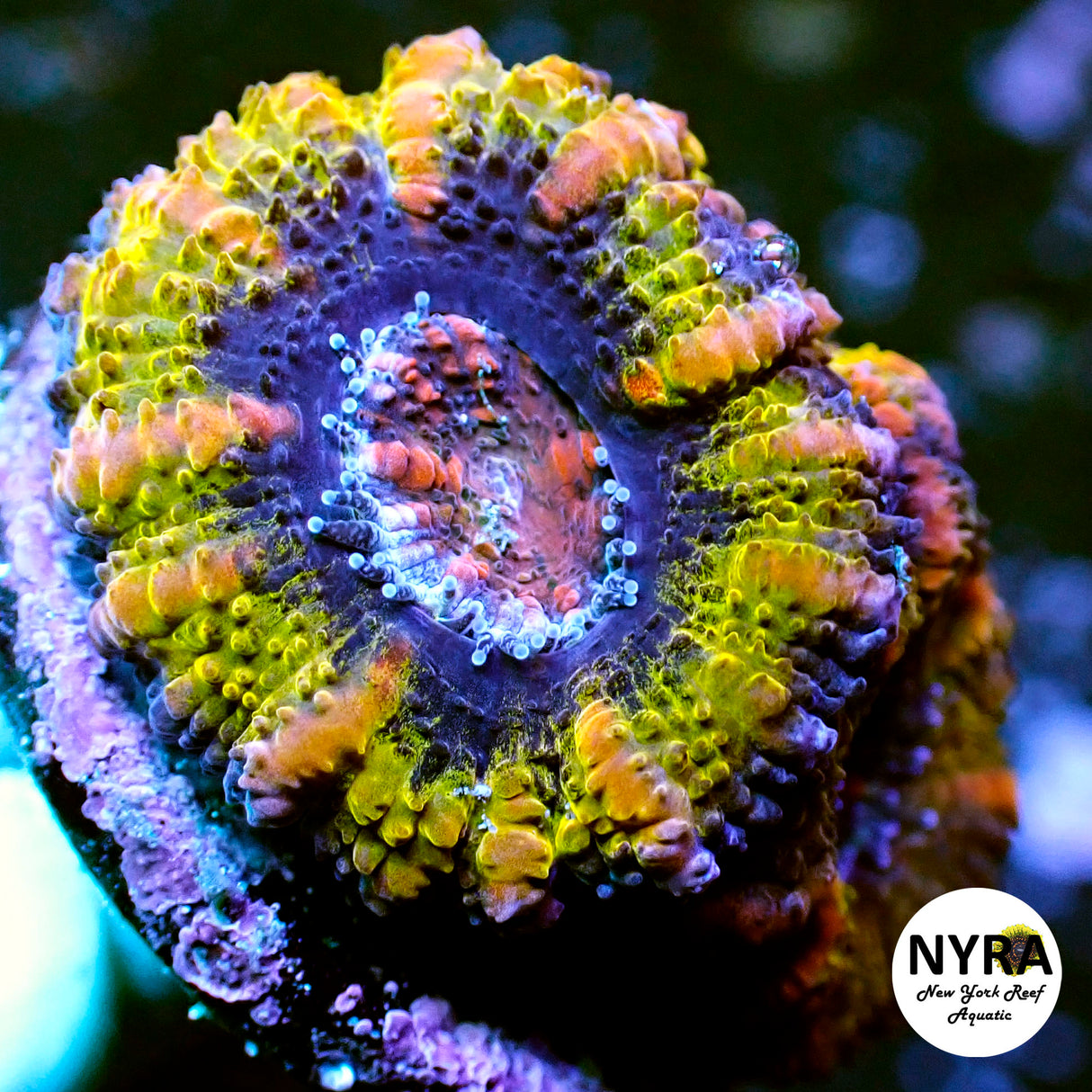 NYRA Bronze Beauty Acan 1 Head