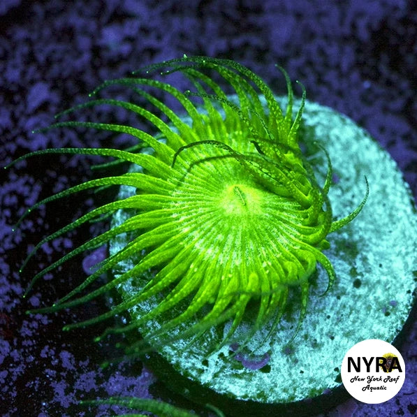 NYRA BunChut Palythoa 2-3 Polyp