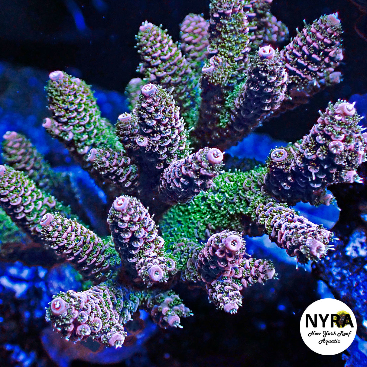 NYRA Catalyst Acropora (R8)