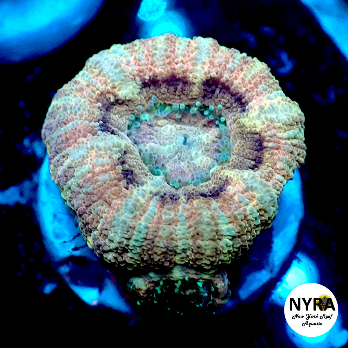 NYRA Catastrophic Skies Super Acan