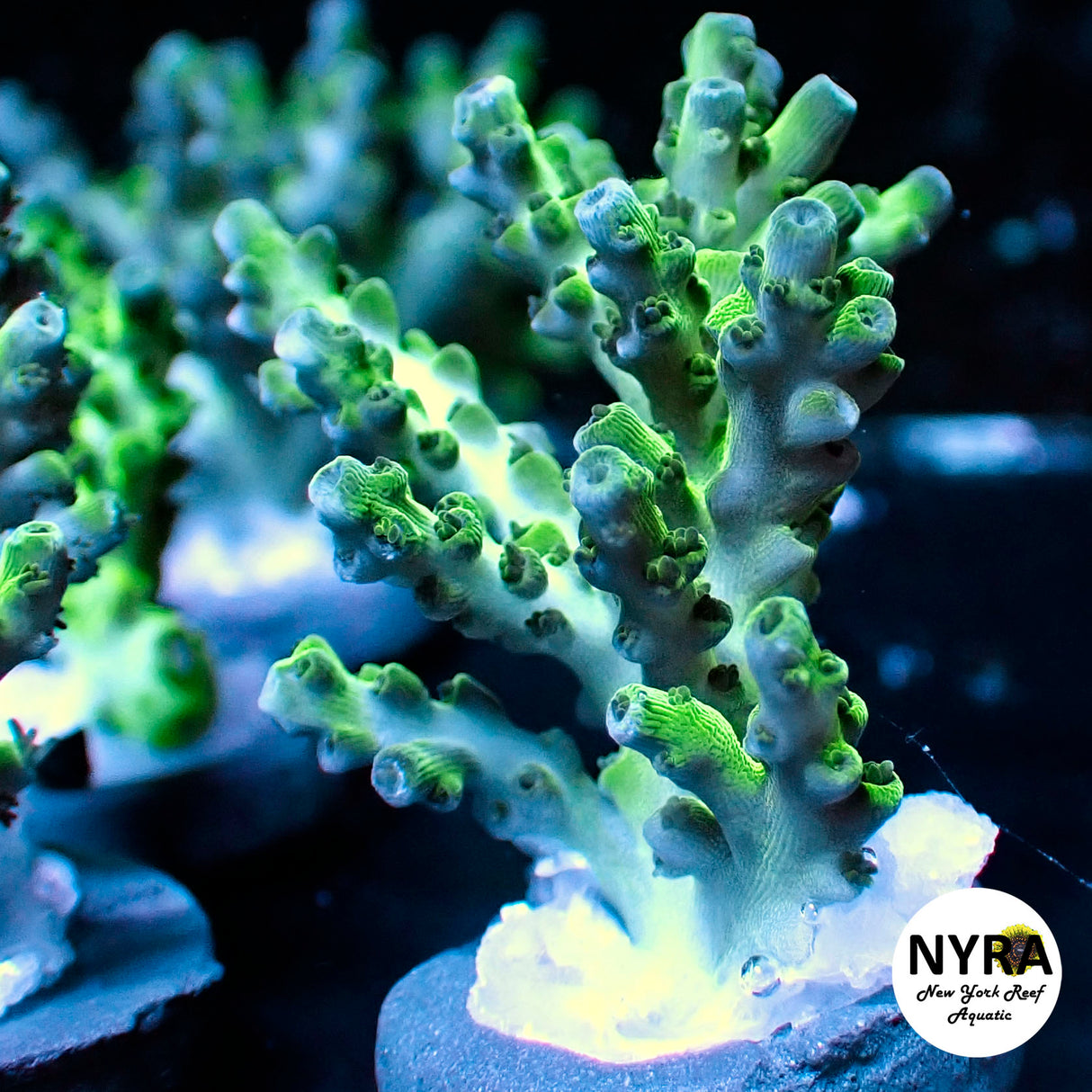 NYRA Chemical Warfare Acropora (R17)