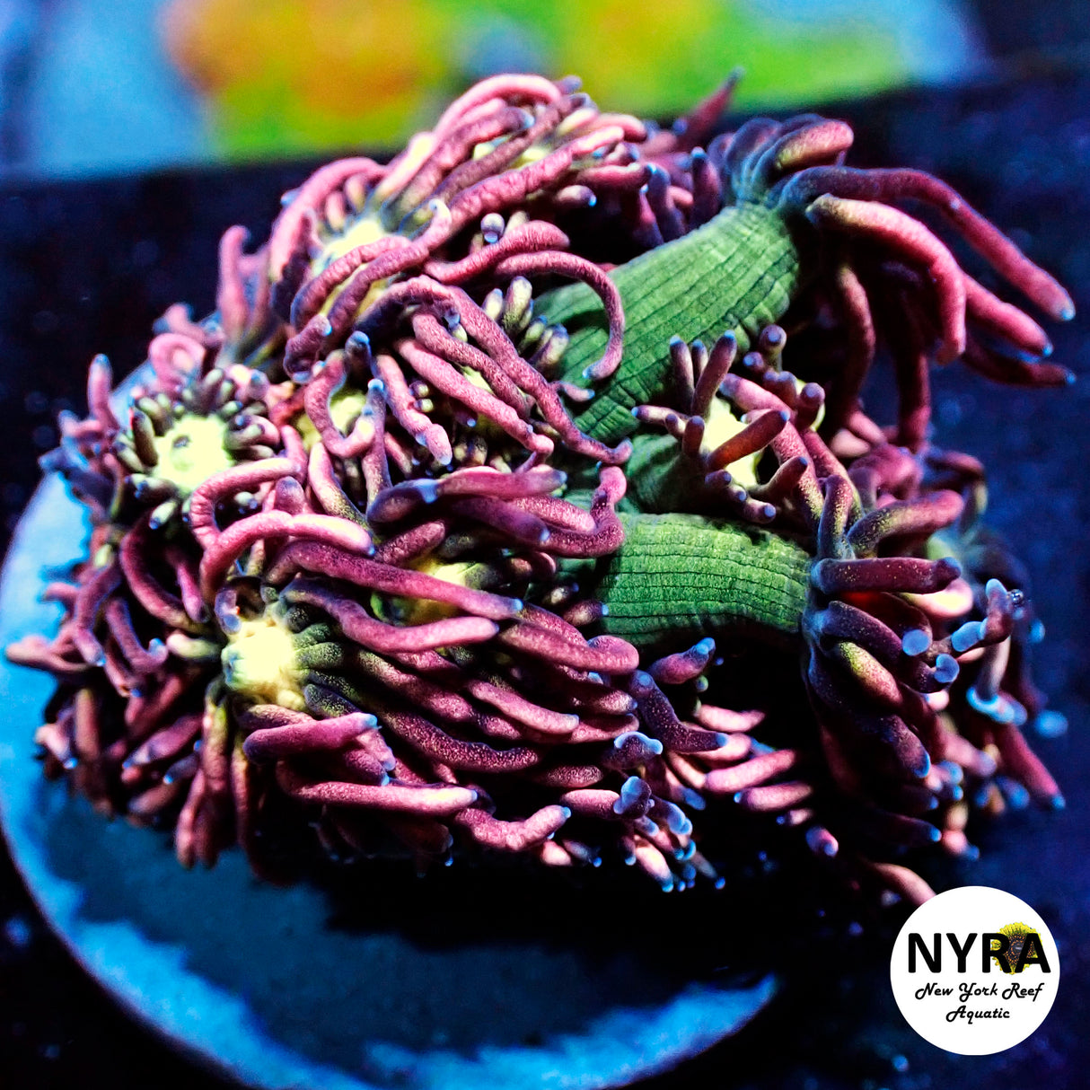 NYRA Cosmopolitan Goniopora