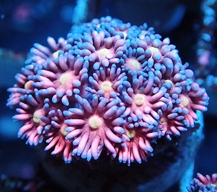 NYRA Cotton Candy Goniopora