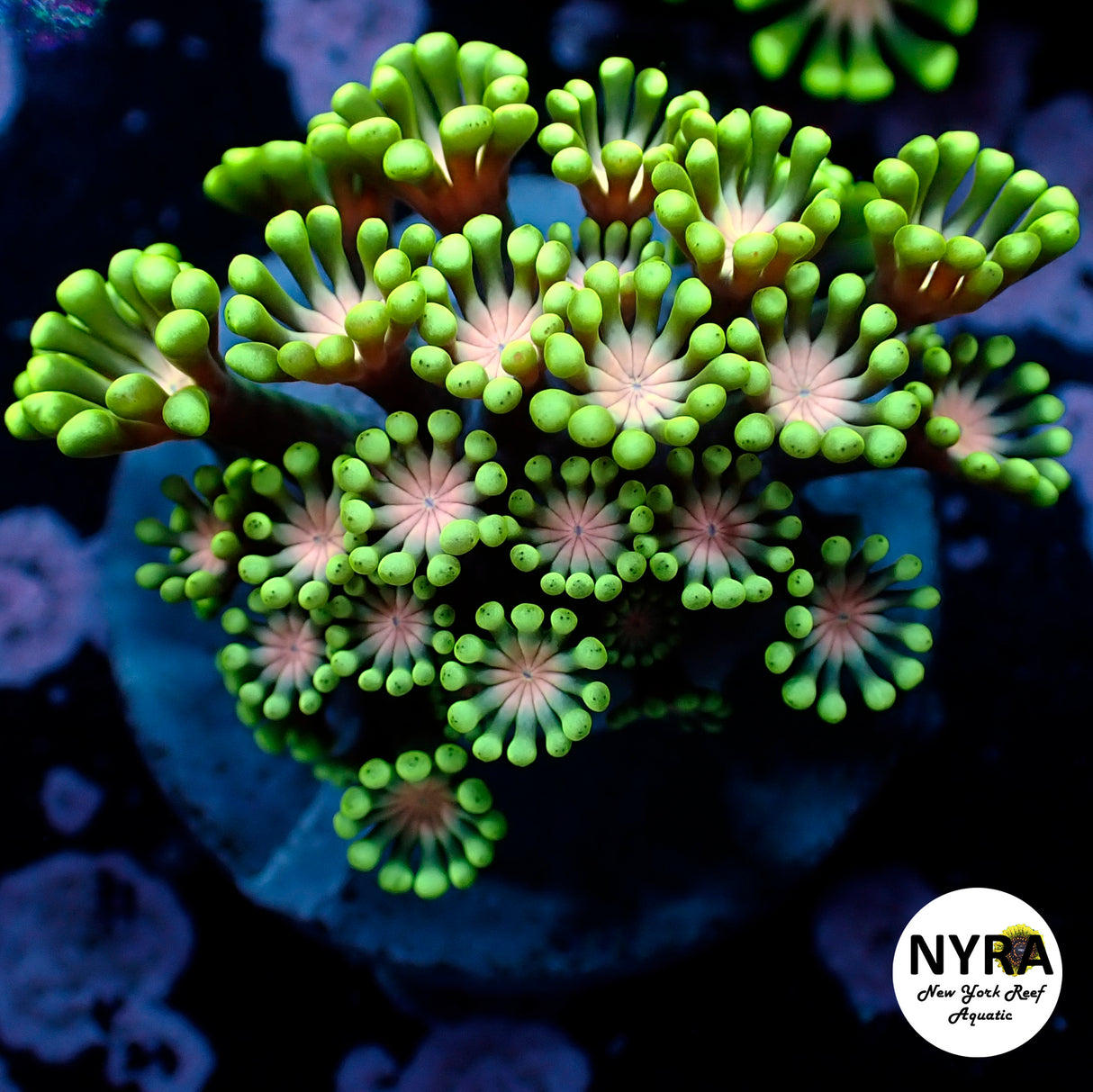 NYRA DearJen Goniopora