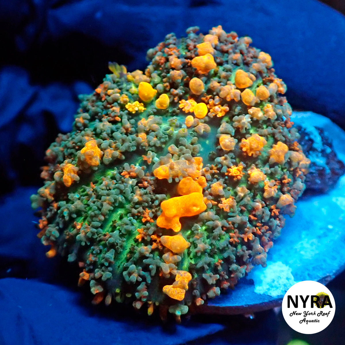 NYRA Destroyer Bounce Mushroom