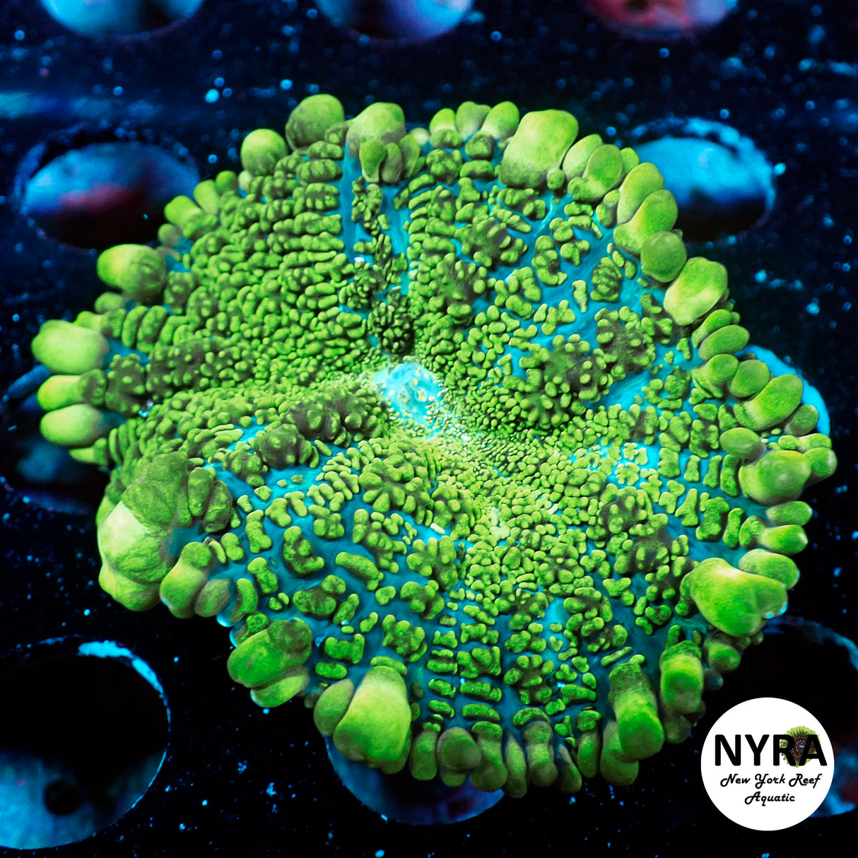 NYRA Doomsday Bounce Rim Mushroom 2.5in