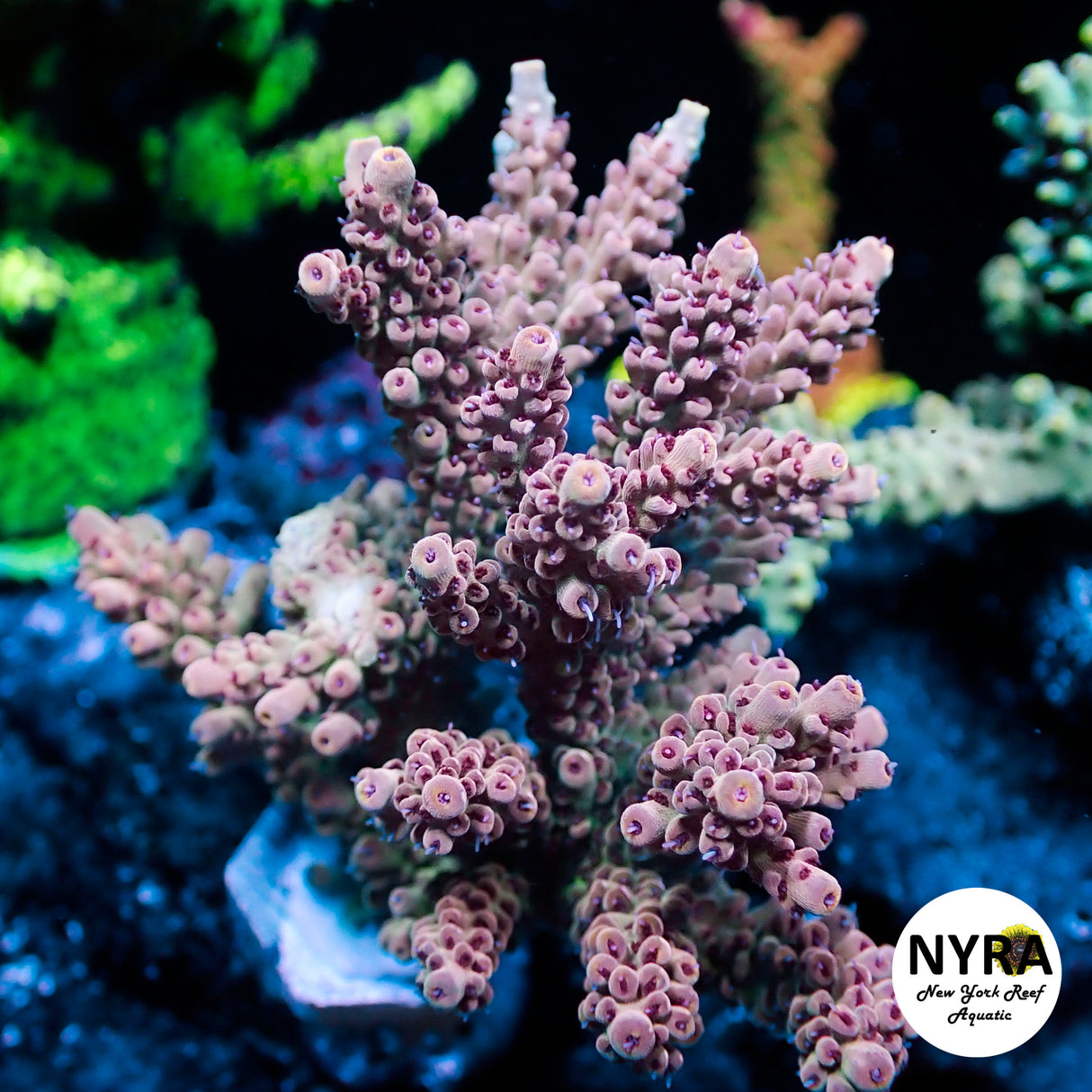 NYRA Dragon Dance Acropora (R10)