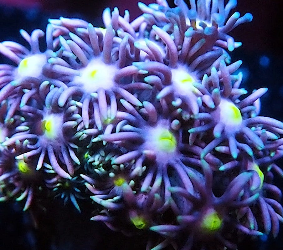 NYRA Enchantress Goniopora
