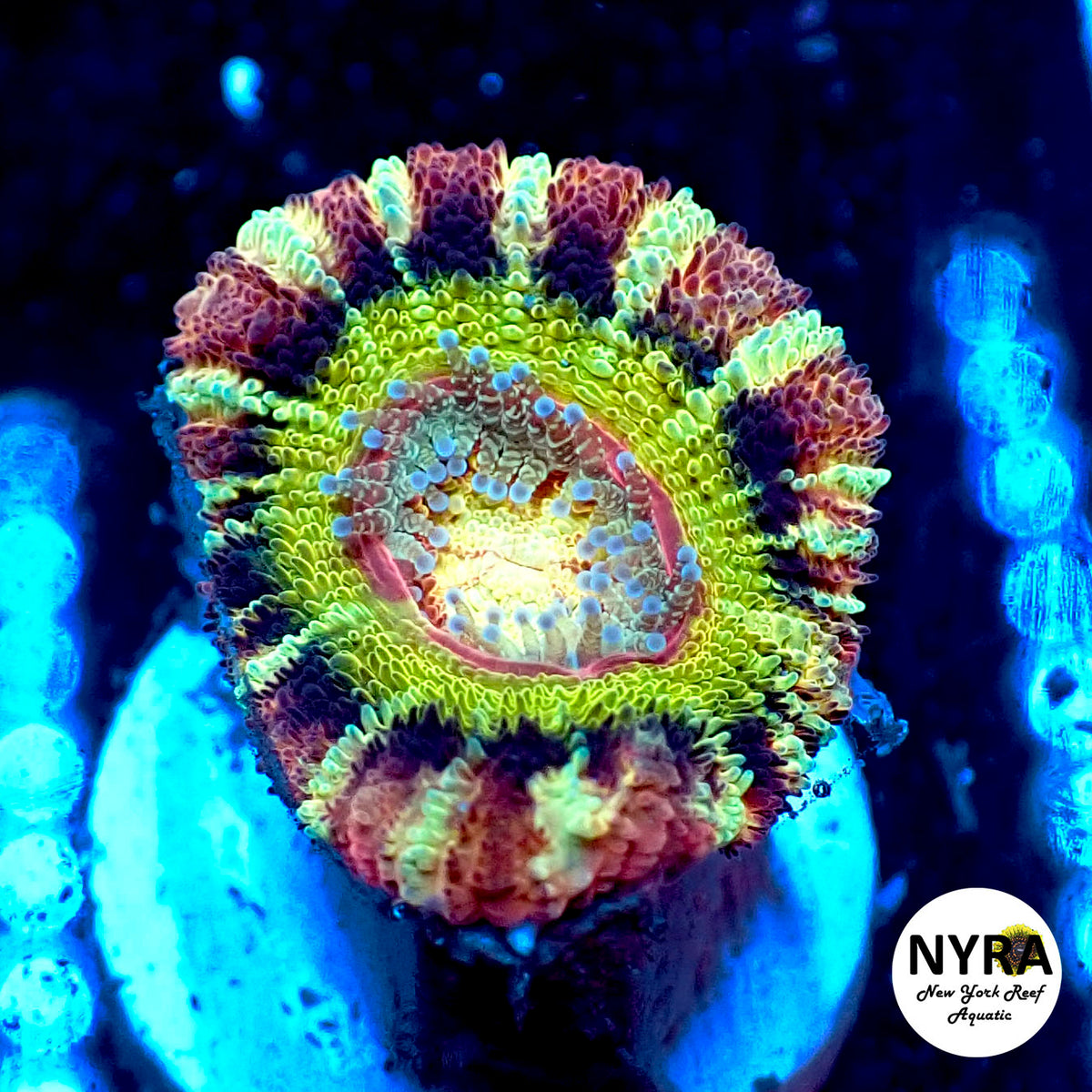 NYRA Extremis Vortex Super Acan