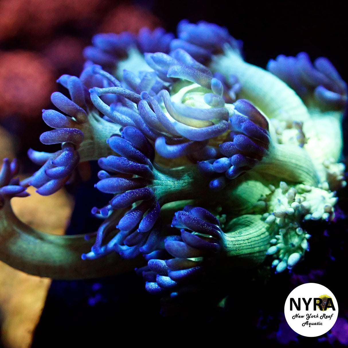 NYRA Blue Sapphire Goniopora