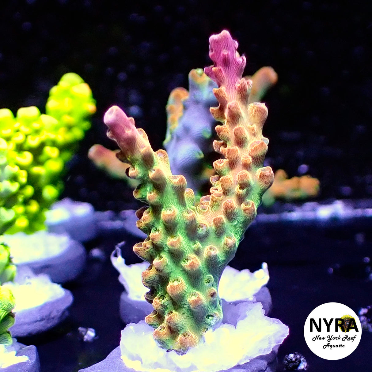 NYRA Incineration Acropora (R12)