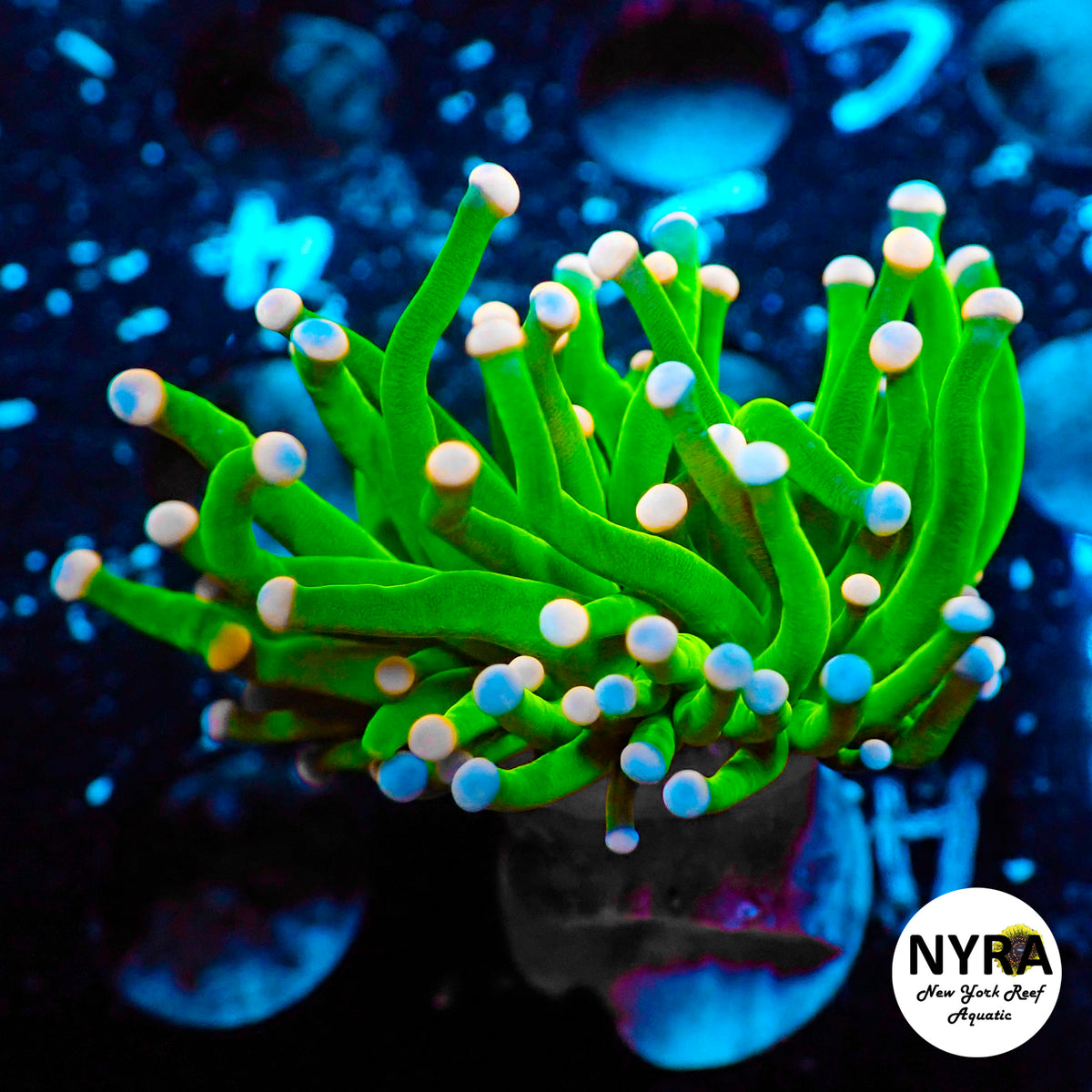 R10E3 NYRA Indo Candy Torch 1 Head