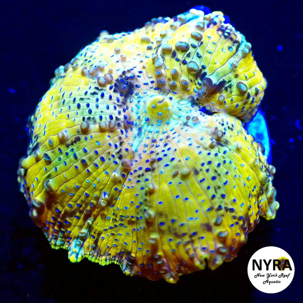 NYRA Kaleidoscope Mushroom