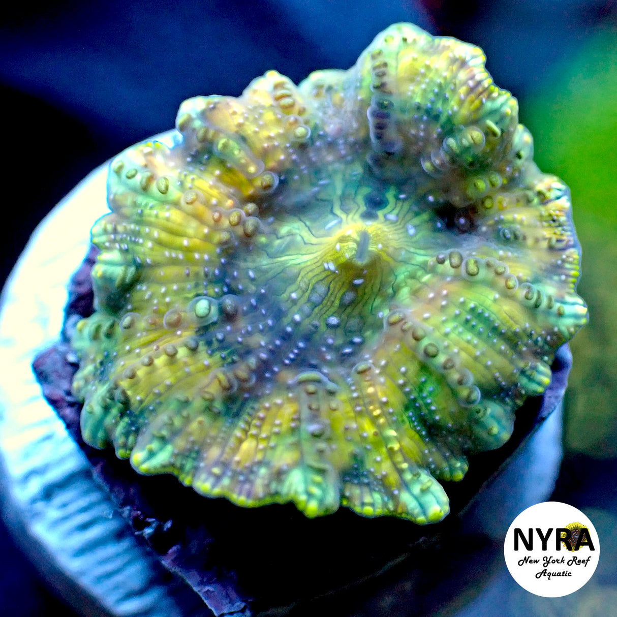 NYRA Kaleidoscope Mushroom
