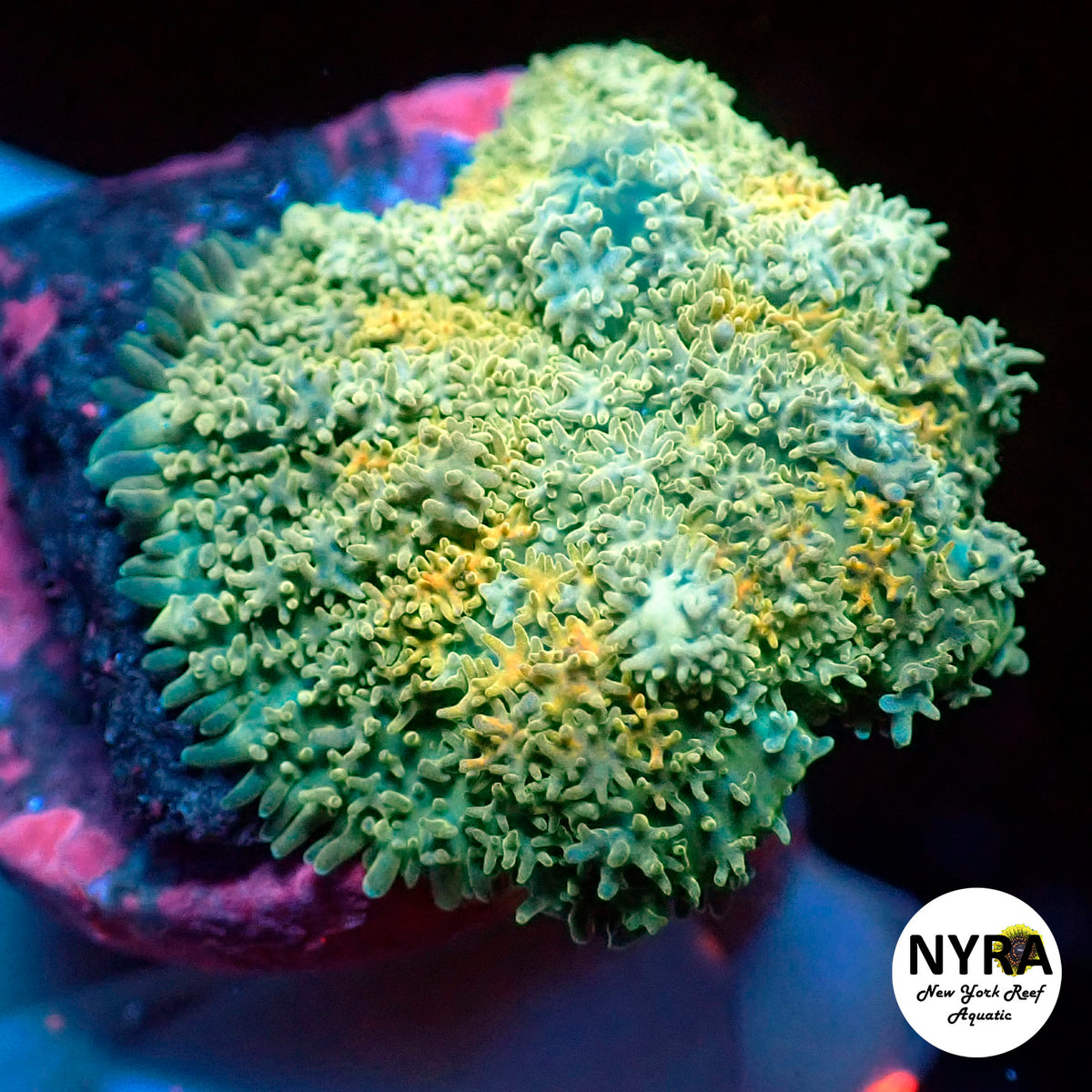 NYRA Lemon Pizazz Bounce Mushroom