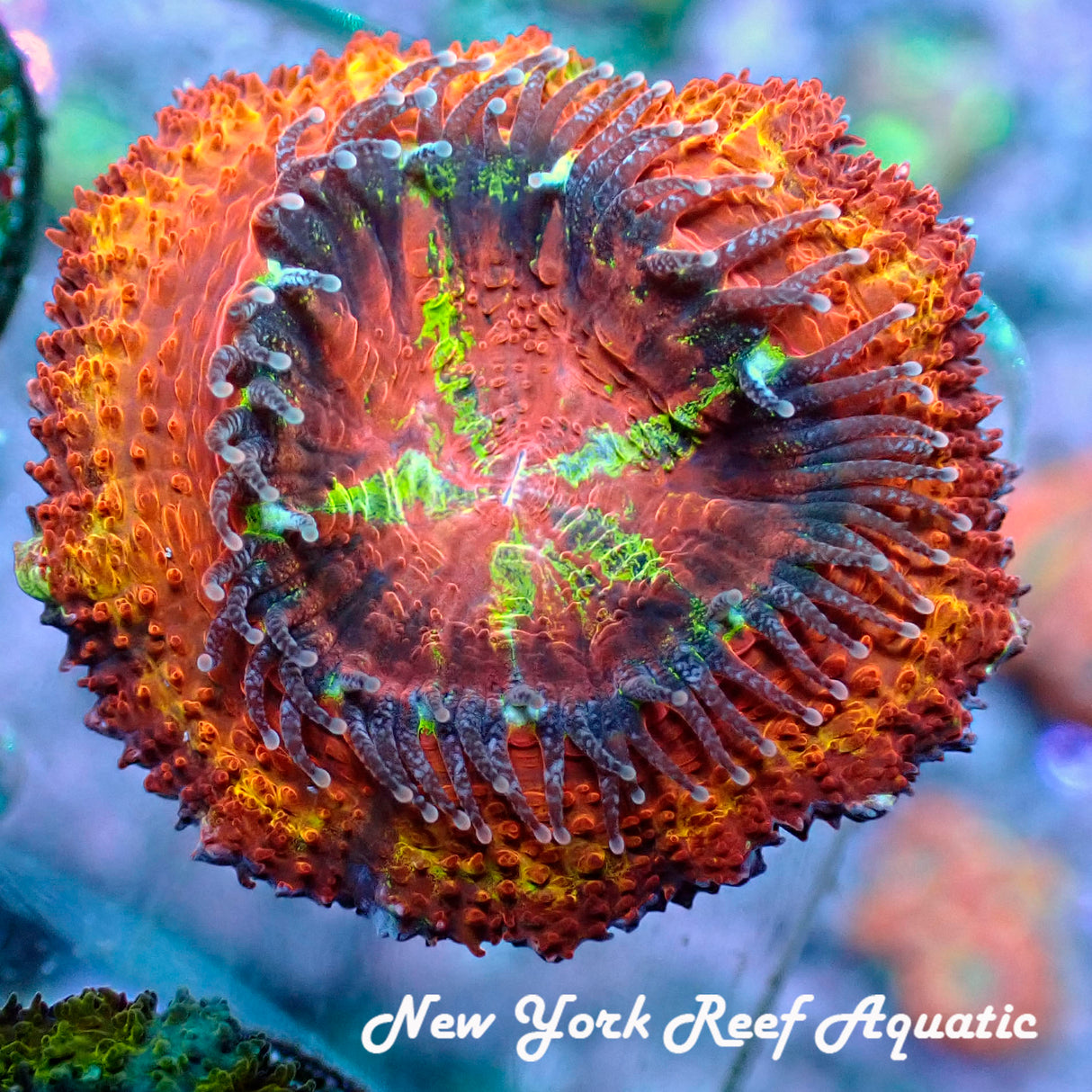 NYRA Mega Riot Acan 5 heads