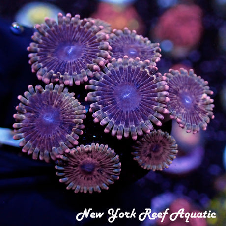 NYRA Nebula Zoanthid