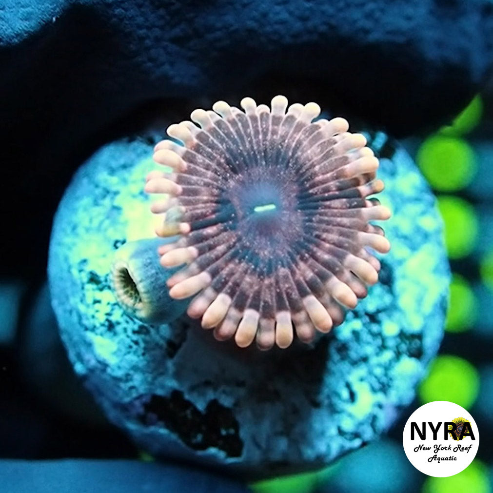 NYRA Nebula Zoanthid