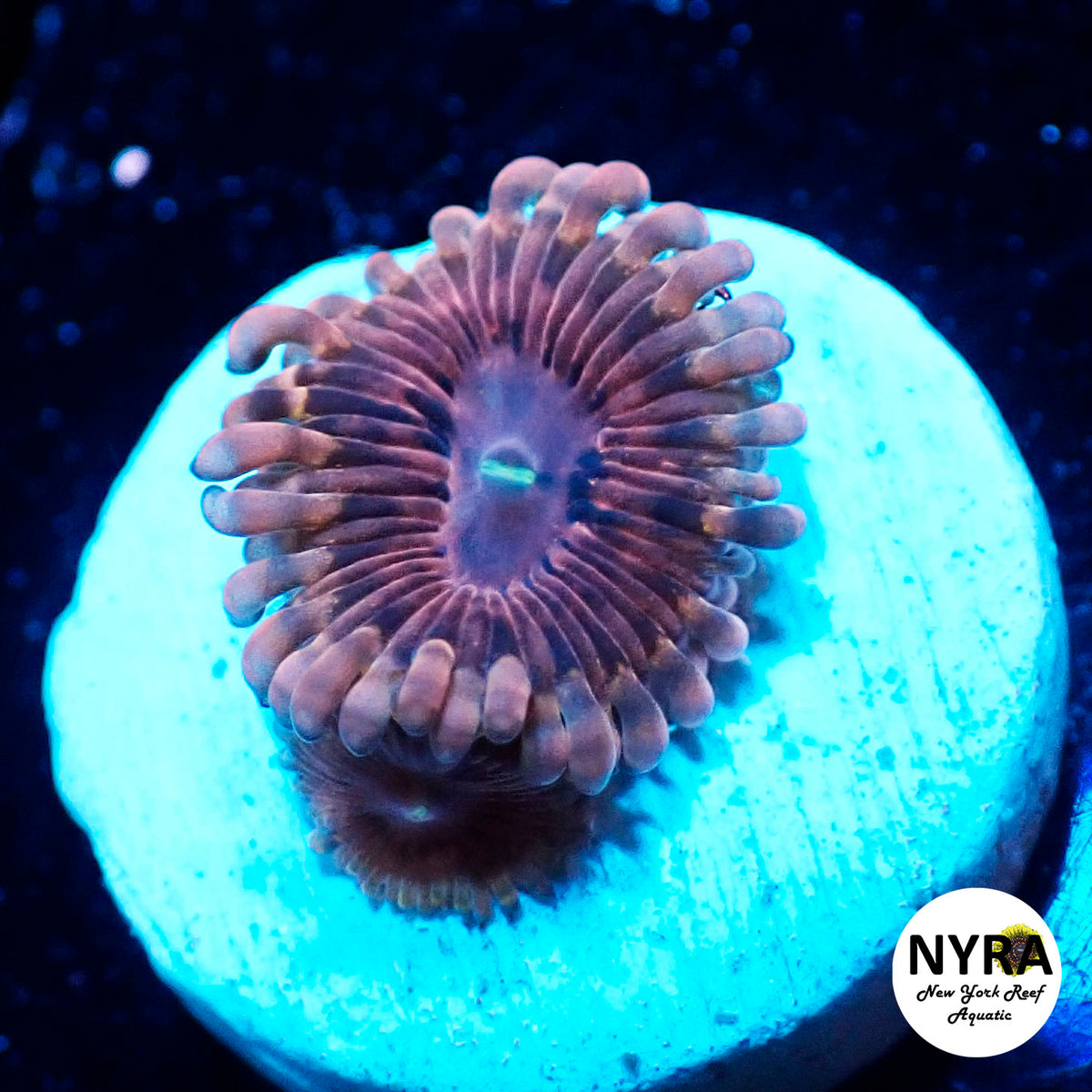 NYRA Nebula Zoanthid